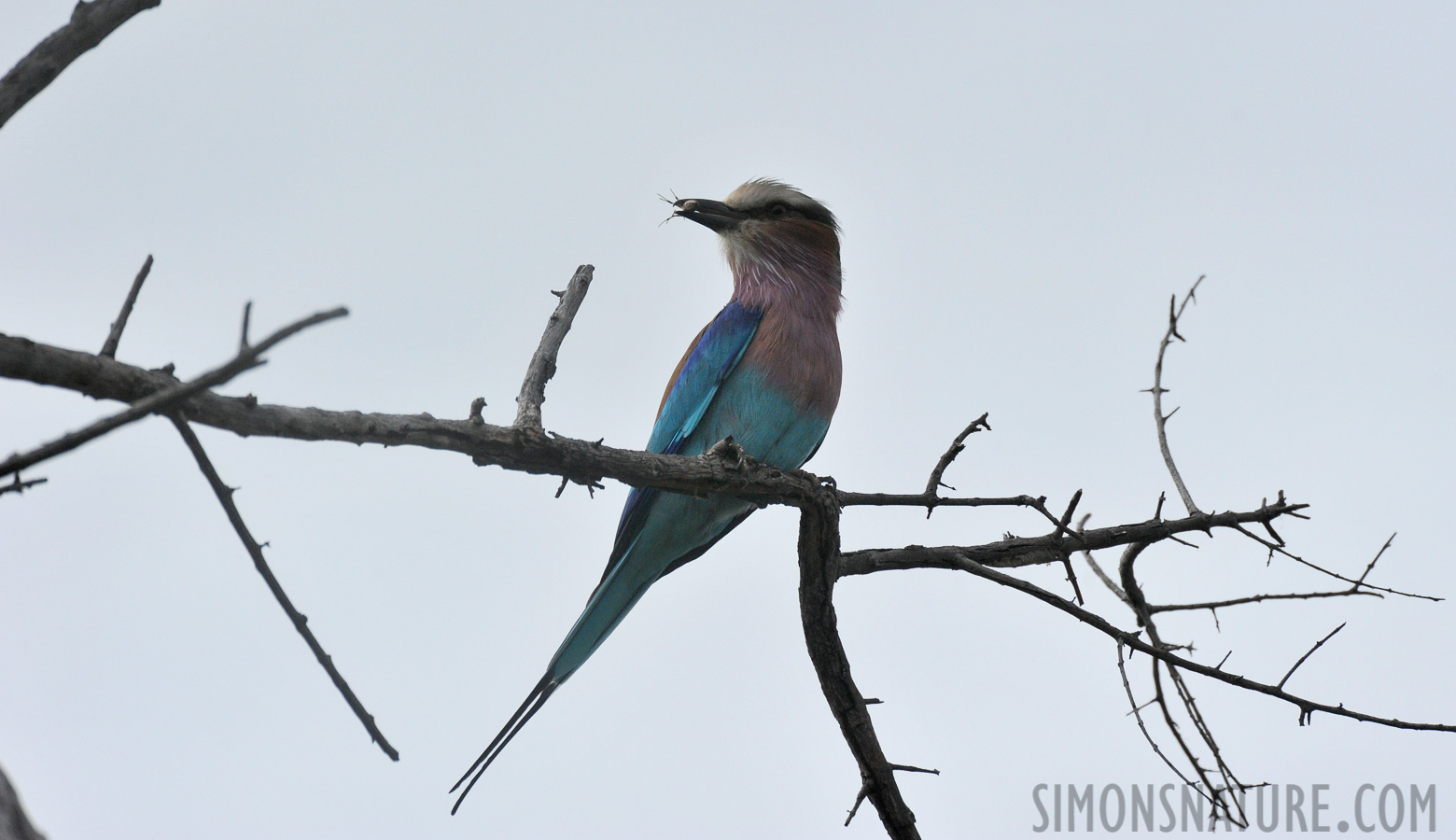 Coracias caudatus caudatus [550 mm, 1/6400 sec at f / 8.0, ISO 1250]